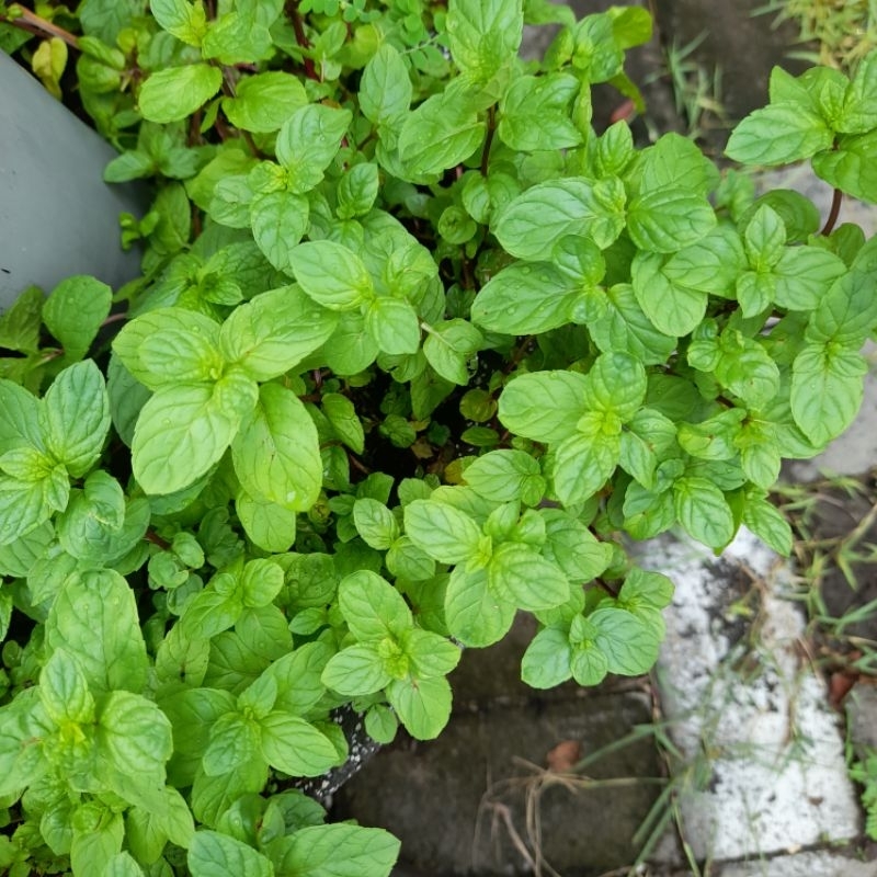 

daun sweet/strong mint segar organik (dari kebun sendiri)