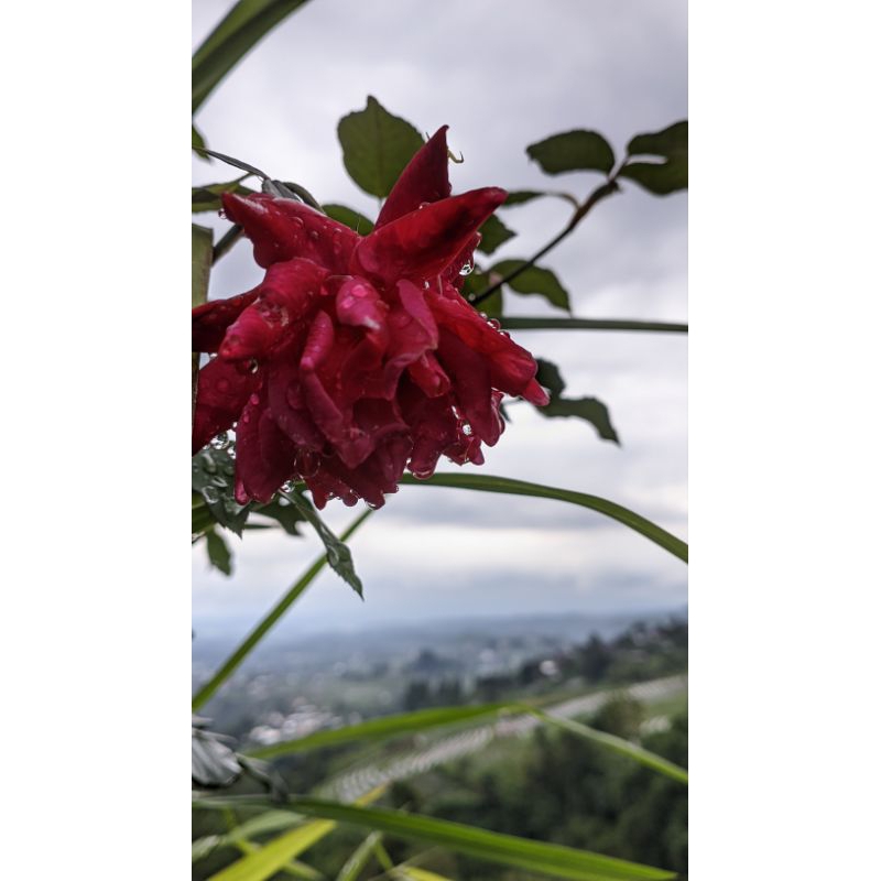 PETANI MILENIAL - Stek Batang Bunga mawar 15cm (Belum Berakar)
