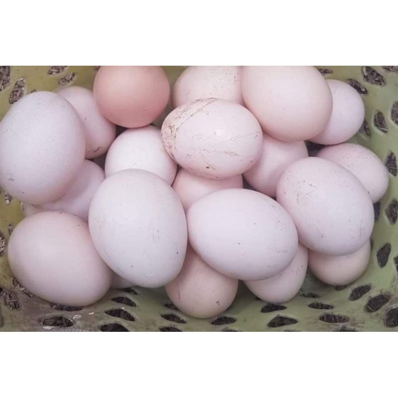

Telur ayam kampung