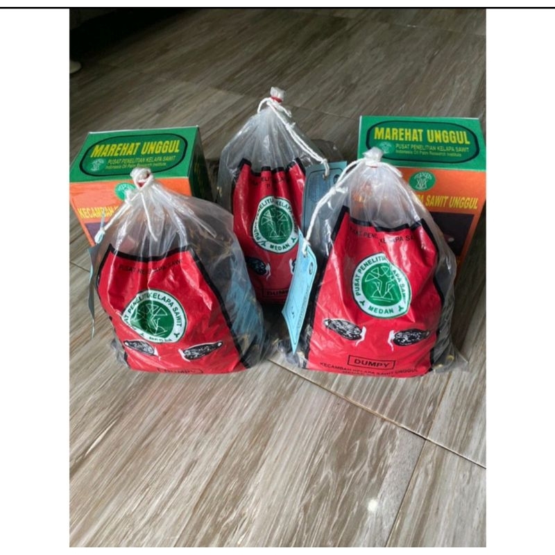 Benih Bibit sawit MAREHAT DUMPY UNGGUL BERSERIKAT