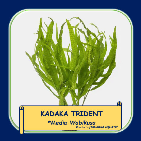 TANAMAN AQUASCAPE - JAVA FERN TRIDENT / KADAKA TRIDENT