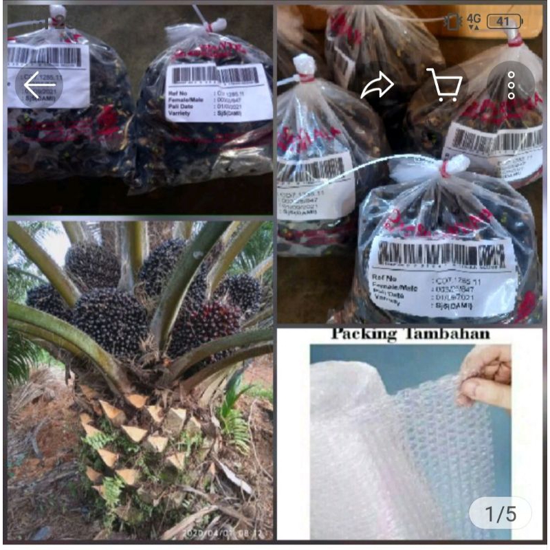 2 kantong benih kecambah sawit unggul DxP Sriwijaya CAP SJ5 bersertifikat