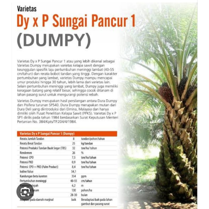 2 kantong benih kecambah sawit DXP DUMPY bersertifikat