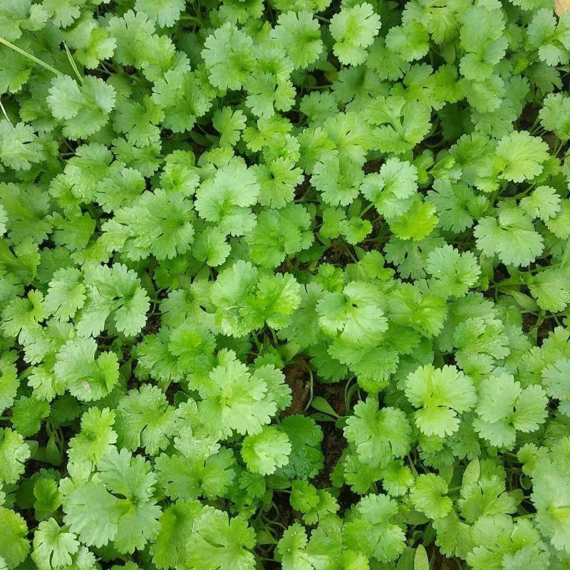 20 Biji - Benih Daun Ketumbar Coriander Favor - Bibit Tanaman Herb