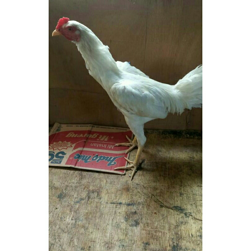 Ayam Jago Bangkok super putih/usia 8-10bulan