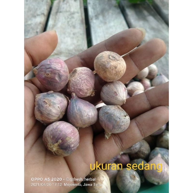 

Fresh Herbal Bawang Putih Lanang Tunggal Sedang Netto1 Kg Tanggung Import Kualitas Premium