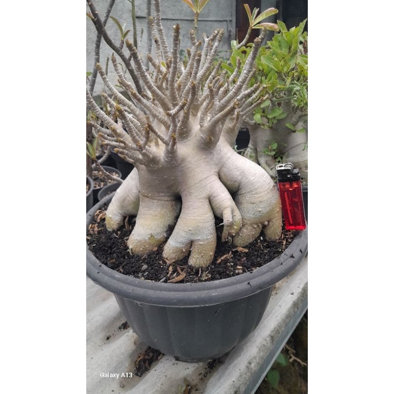 ADENIUM ARABICUM JUMBO ID. EMERALD CROWN