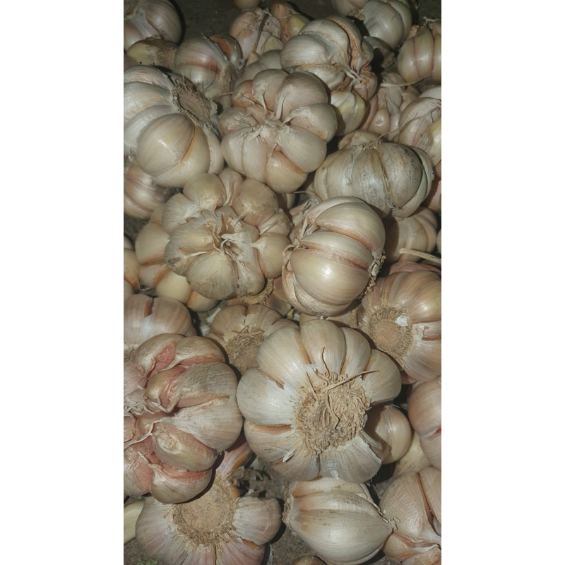 

PALING MURAH, Bawang putih, bawang putih tunggal, bawang putih 1kg