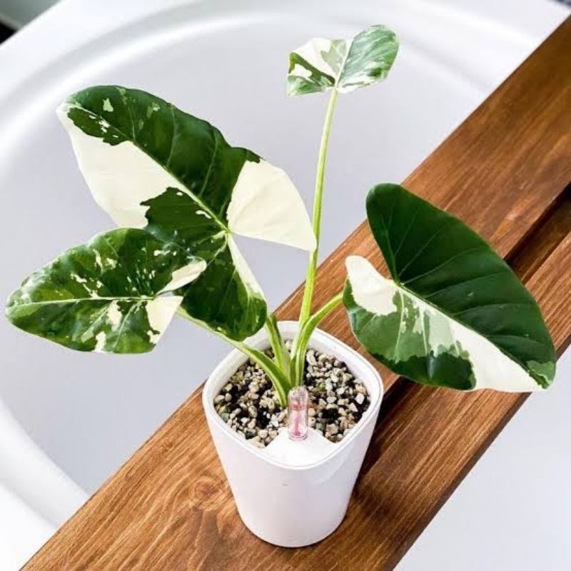 alocasia sente varigata