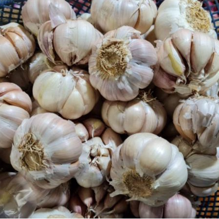 

Bawang Putih / Bawang Murah -250gr