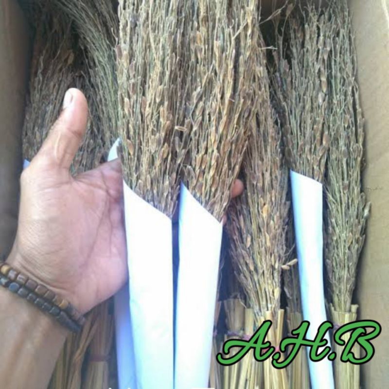 Merang Padi Ketan Hitam/Sapu Ketan Hitam Per Ikat