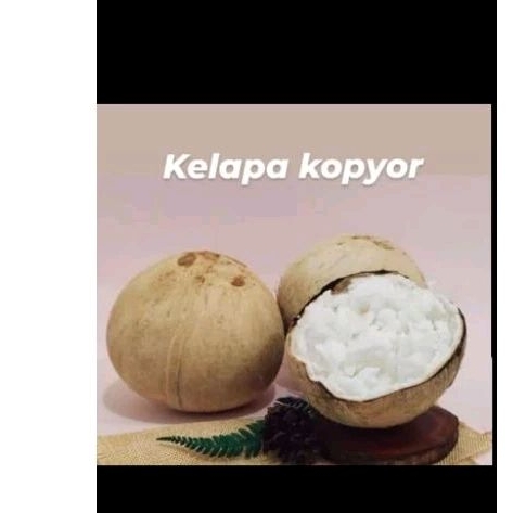 

kelapa kopyor jumbo ±1kg