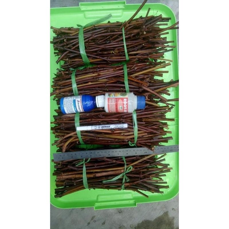 cutting anggur kober 5bb isi 1btg