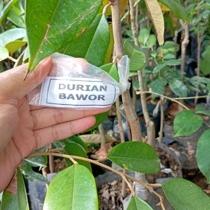 Bibit Durian Bawor Tinggi 1 Meter