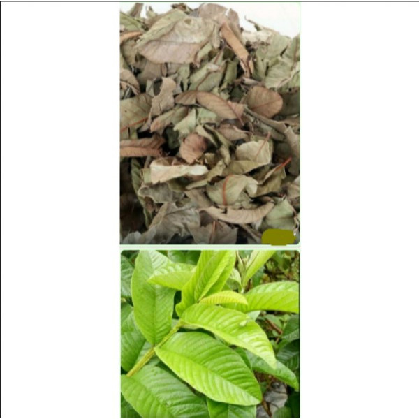 

Daun jambu biji segar / Daun jambu biji kering