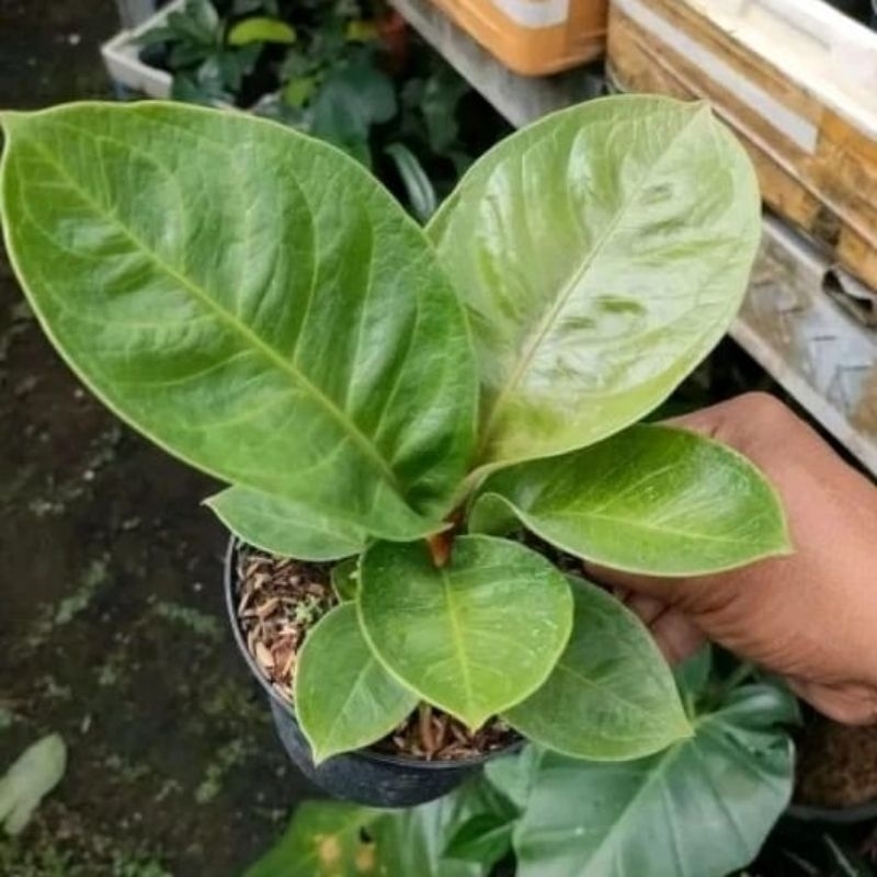 DIARY PETANI - Anthurium Jemani Mangkok Remaja Mewah Kualitas Bagus