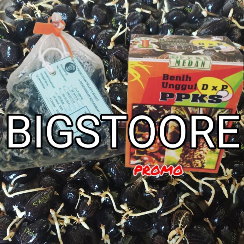 bibit sawit unggul ppks 239