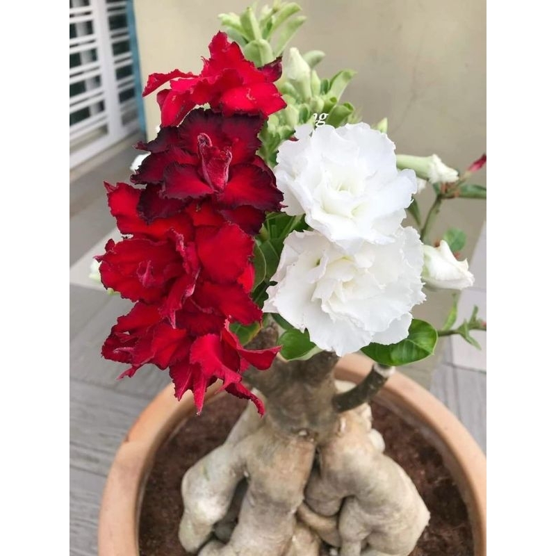 adenium bunga tumpuk Anjas flora 1717 merah putih