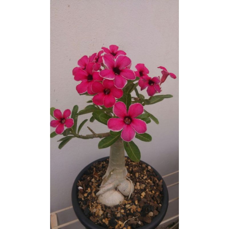 Adenium / adenium bunga tumpuk / kemboja / kamboja jepang adenium arabicum tanaman hias hidup / bung