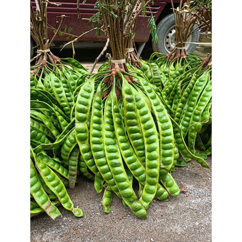 

Obra pete/petai COD per lonjor Rp 4.000