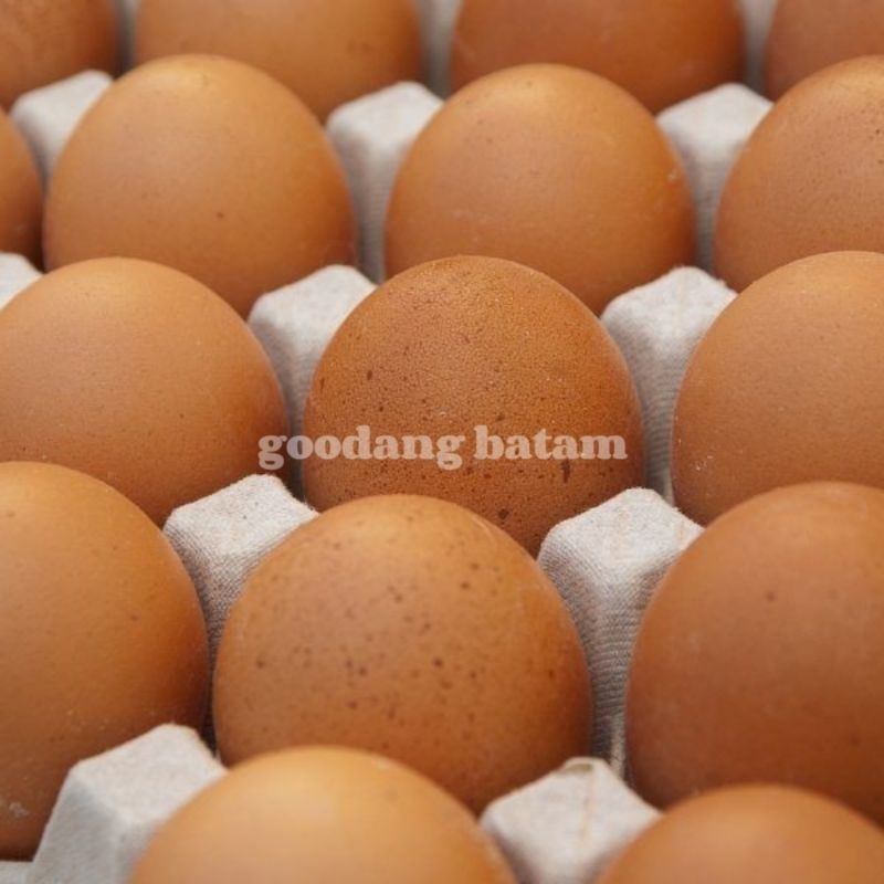 

TELUR AYAM 10's / TELUR AYAM 30's