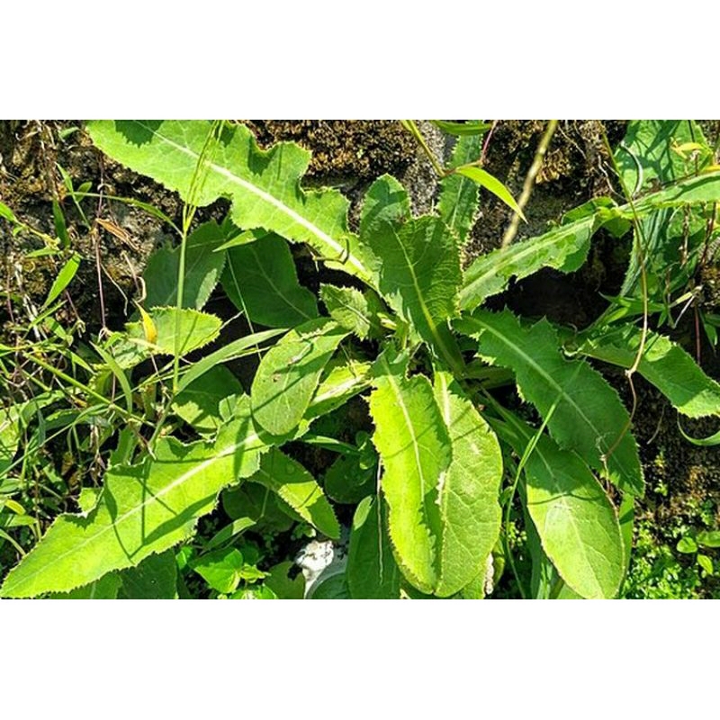 

daun tempuyung kering asli original 1 kg
