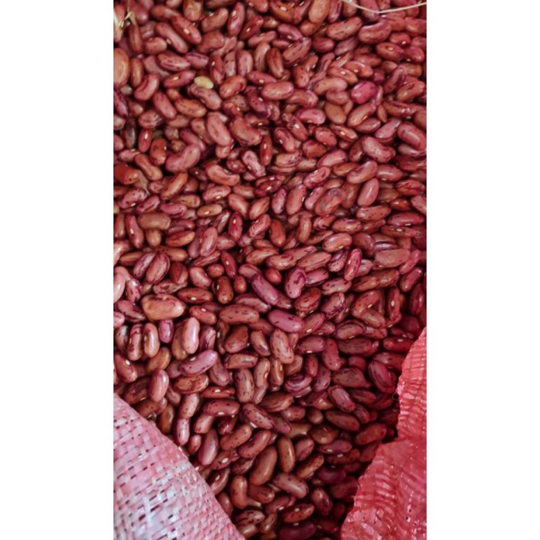 

KVH695 MURAH LEBAY Kacang Merah Kacang Jogo 1 KG Ukuran Besar Premium Dijamin Fresh