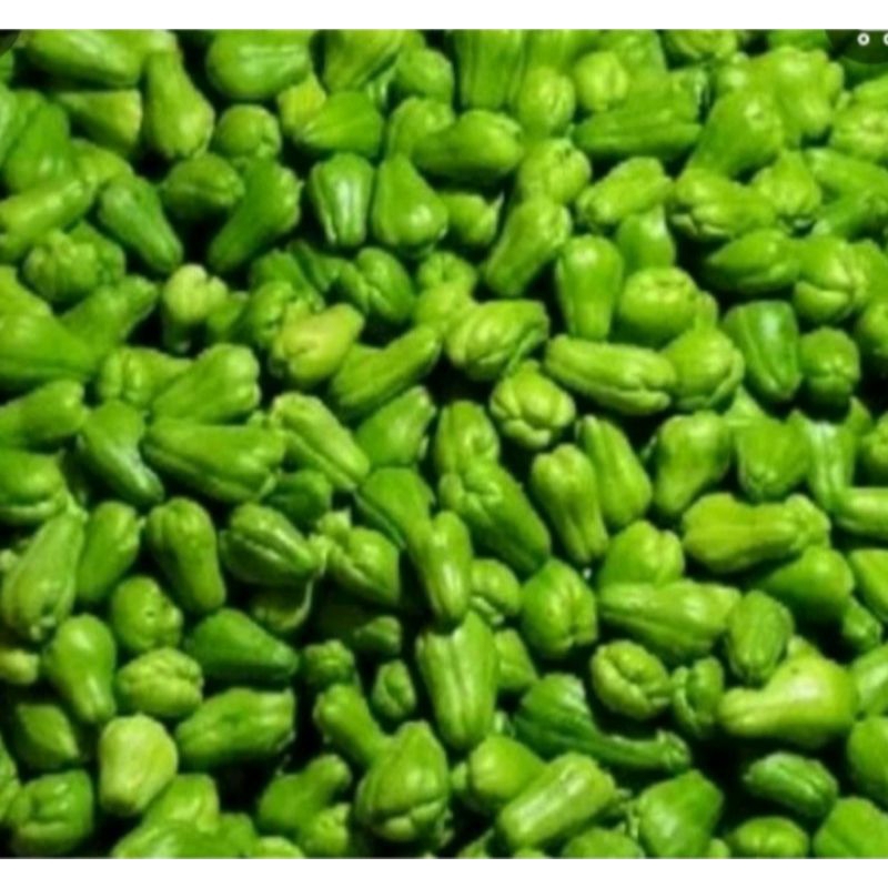 

bibit Waluh siam anggur