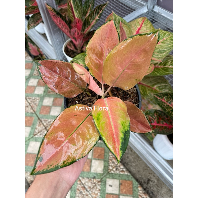 Aglonema Kochin Tembaga Monvory