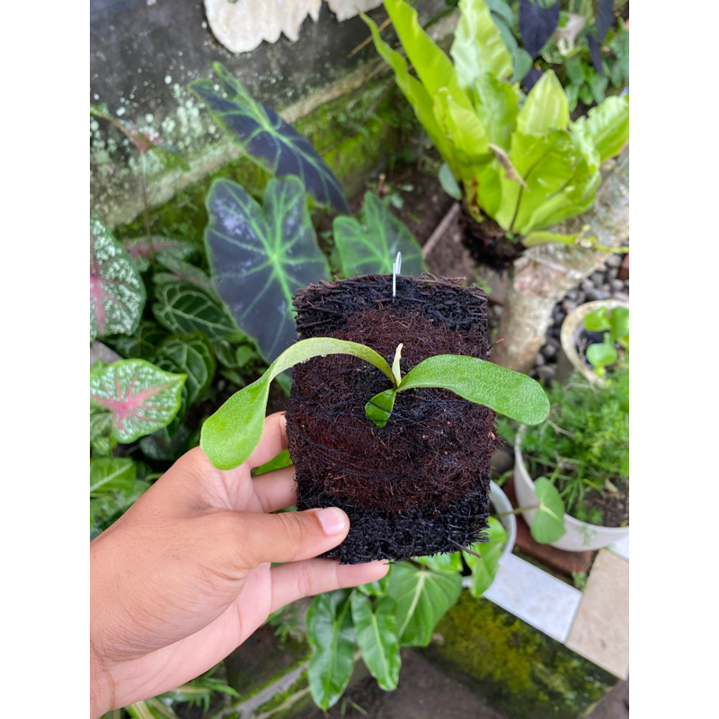 Platycerium Artemis Anakan