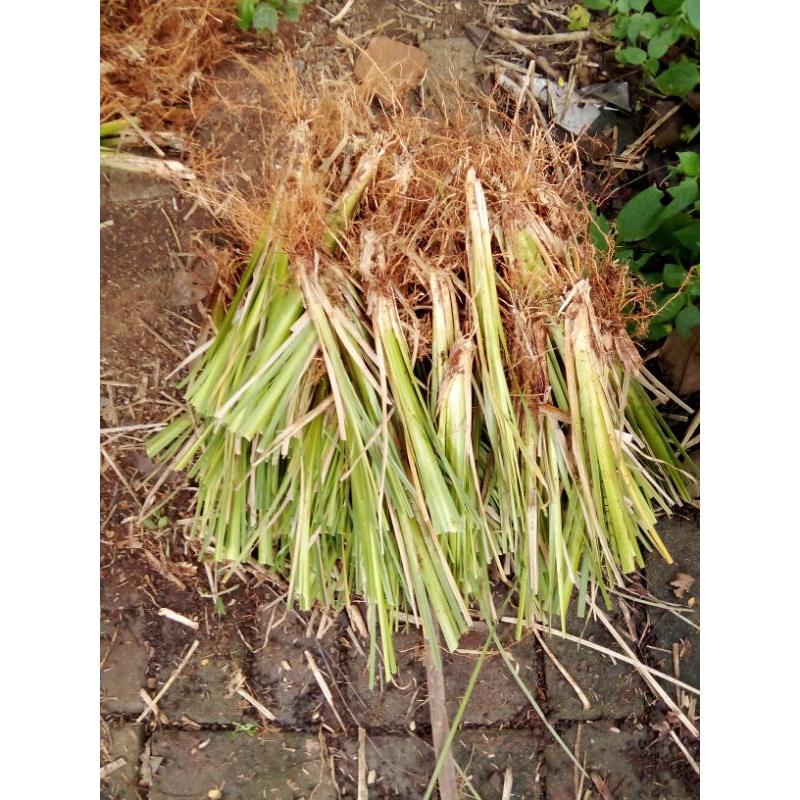 JUAL BIBIT AKAR WANGI VERTIVER