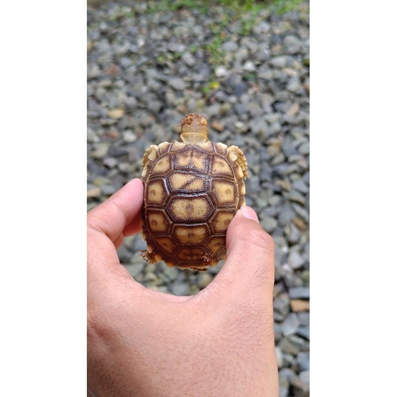 kura kura sulcata