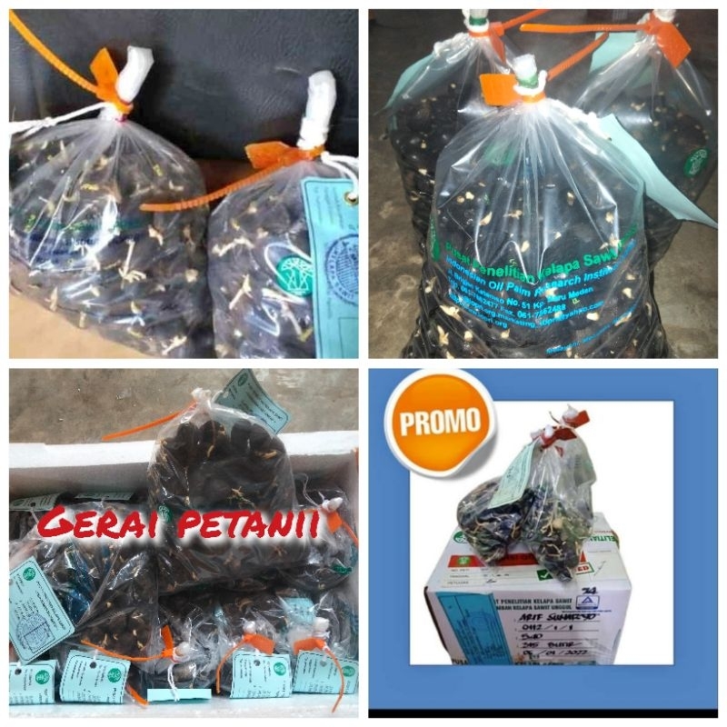 bibit benih kecambah sawit ppks dxp 239 unggul