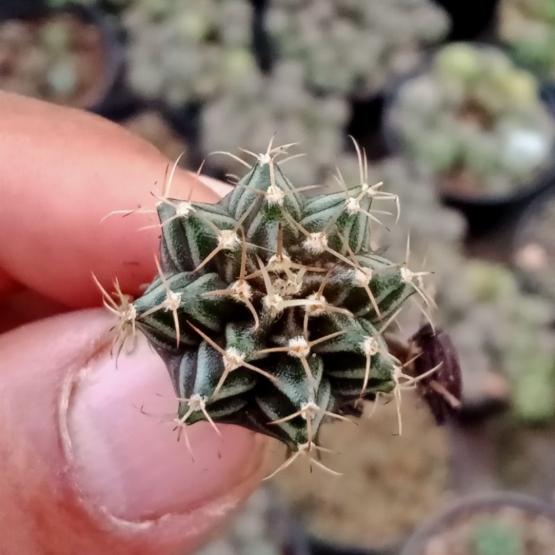 anakan kaktus gymno dari semaian biji