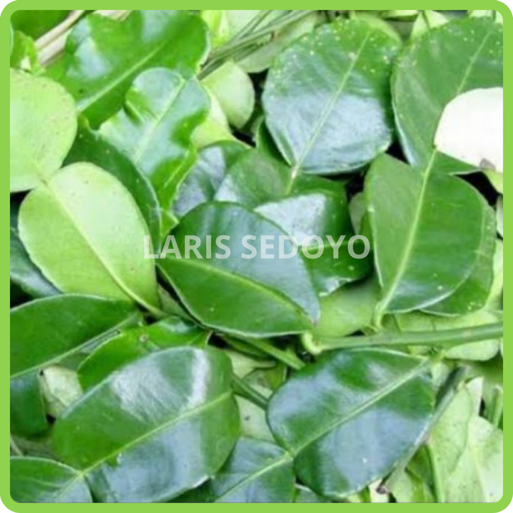 

LS - Daun Jeruk Segar Perpack