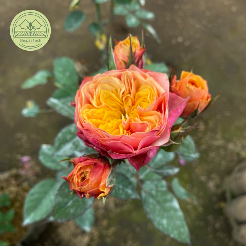 Bunga mawar import Kensington