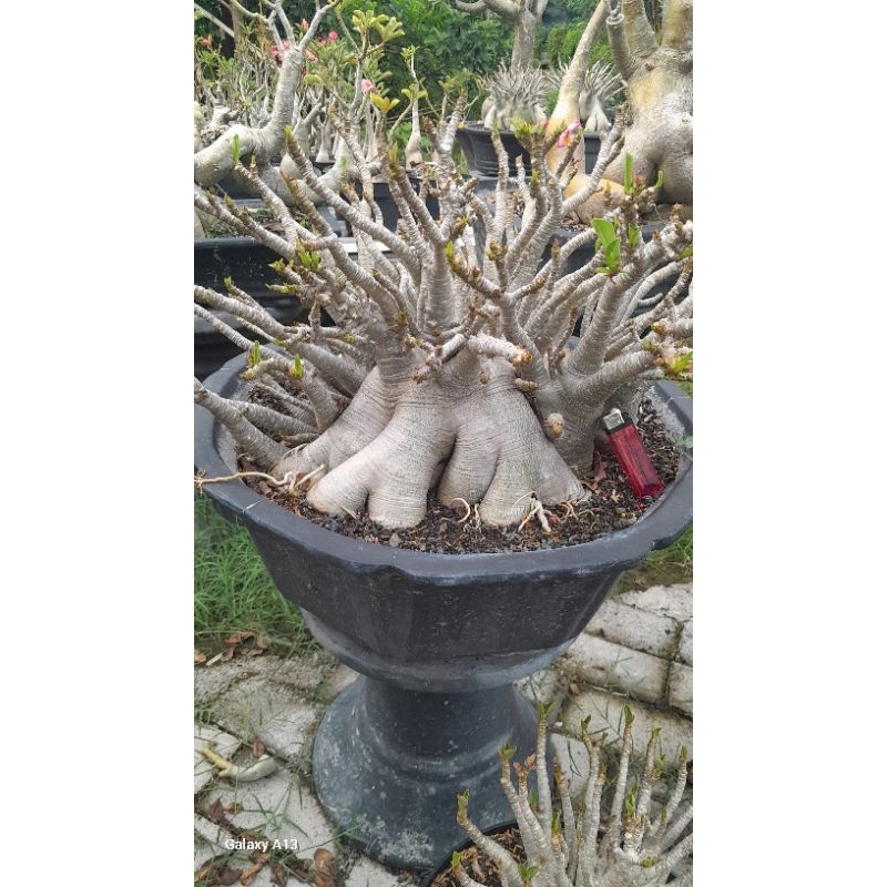 ADENIUM ARABICUM SUPER JUMBO IMPORT ID. GODJI GOLDEN TANK MONTRASIAM. POT 50CM PADET