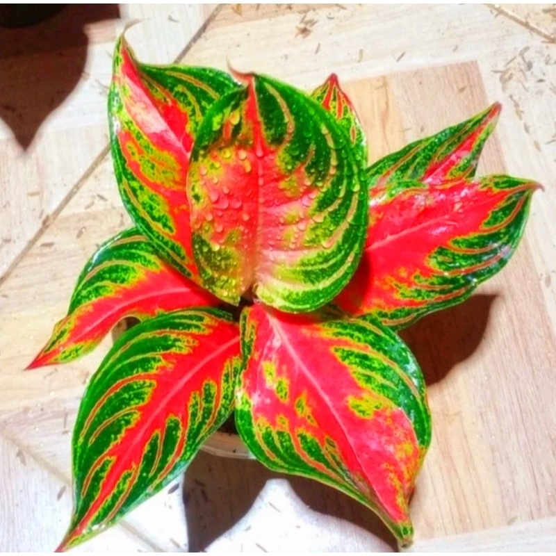 ( BISA COD ) Aglonema Red Sunset Merah Mutasi Tanaman Hias Aglonema Aglaonema Red Sunset Merah Mutas