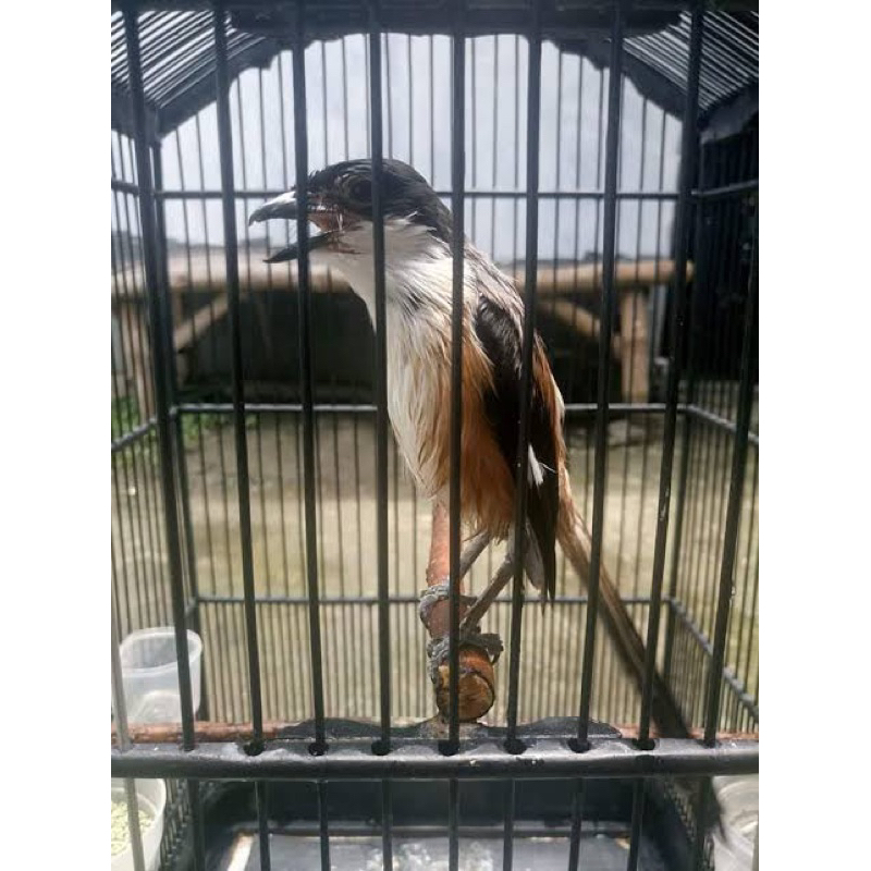 Cendet lokal bondowoso blangkon