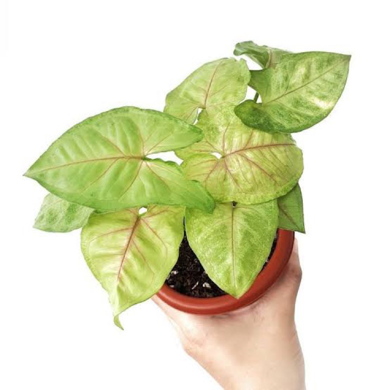 TERMURAH.singonium/singonium golden allusion/singonium minggo