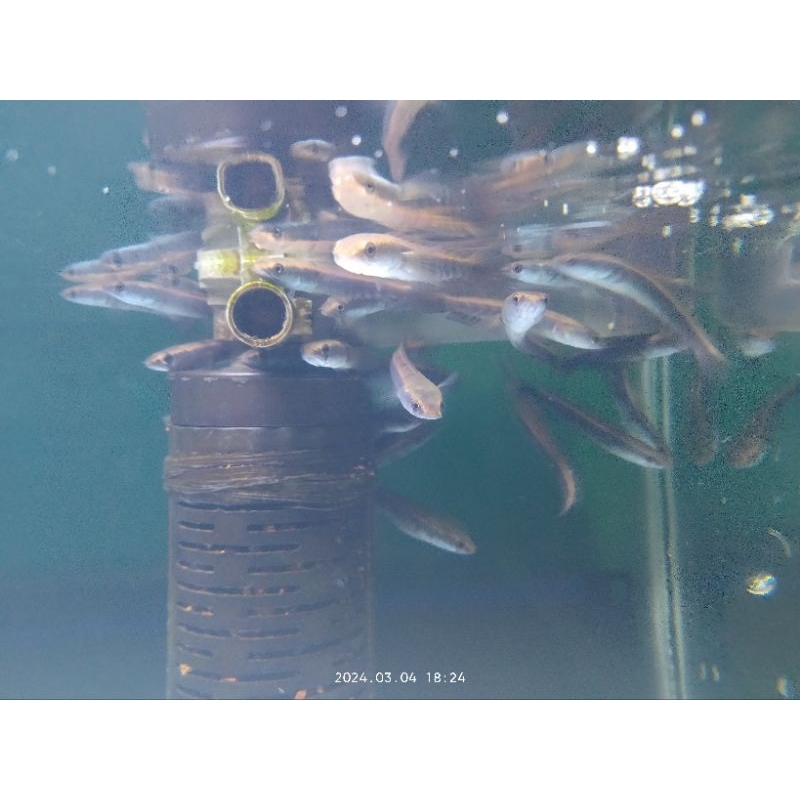 Channa red Barito 6cm