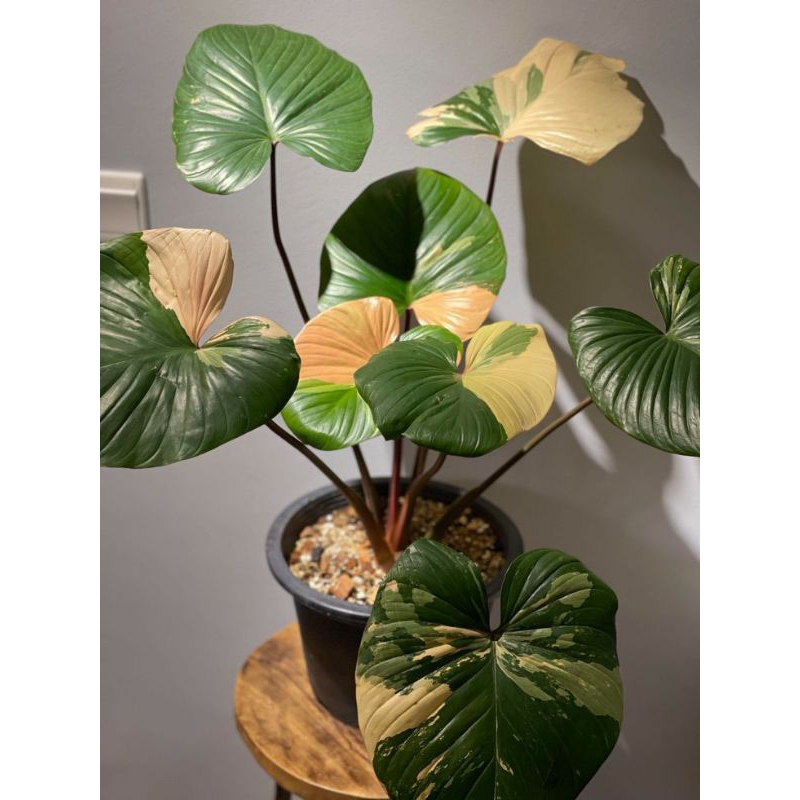 Tanaman Hias Homalomena Rubescens - Homalomena Hijau