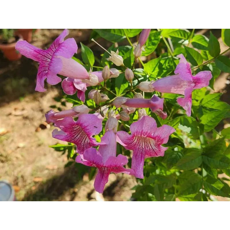 tanaman hias stekoma tecoma ping bunga pink