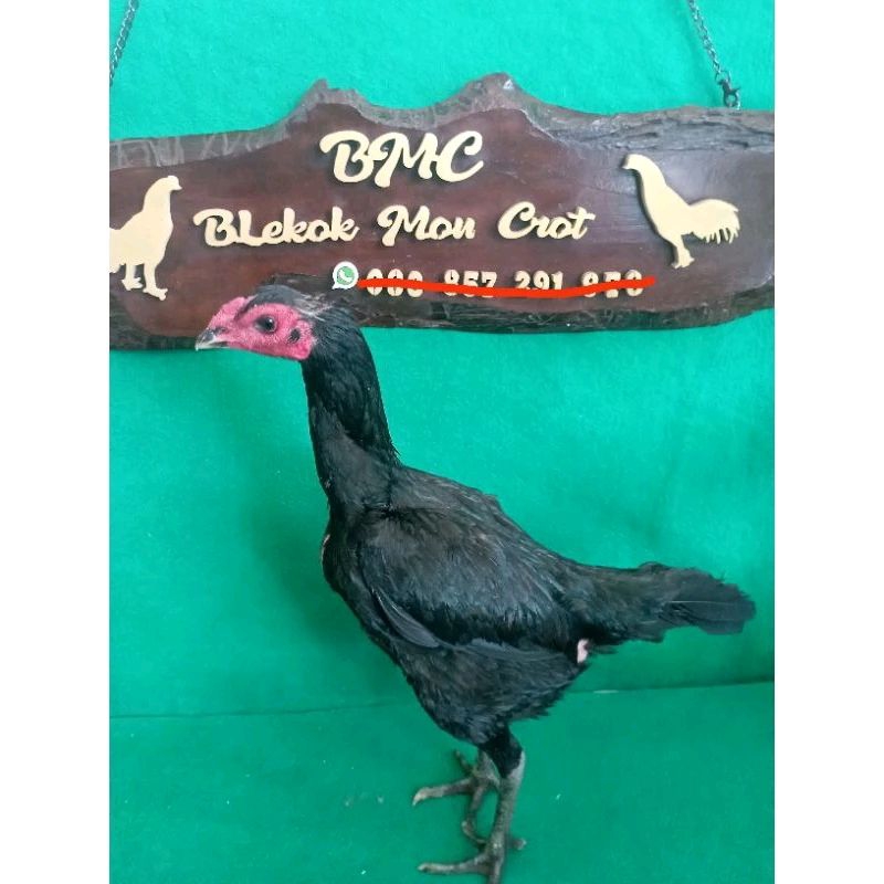 Telur fertil aya phakoy full brakot brutal. ayam bangkok ayam plucker ayam shamo ayam aseel ayaml laga ayam ganoi ayam thailand ayam bangkok ori auam pukul jileng ayam pukol saraf