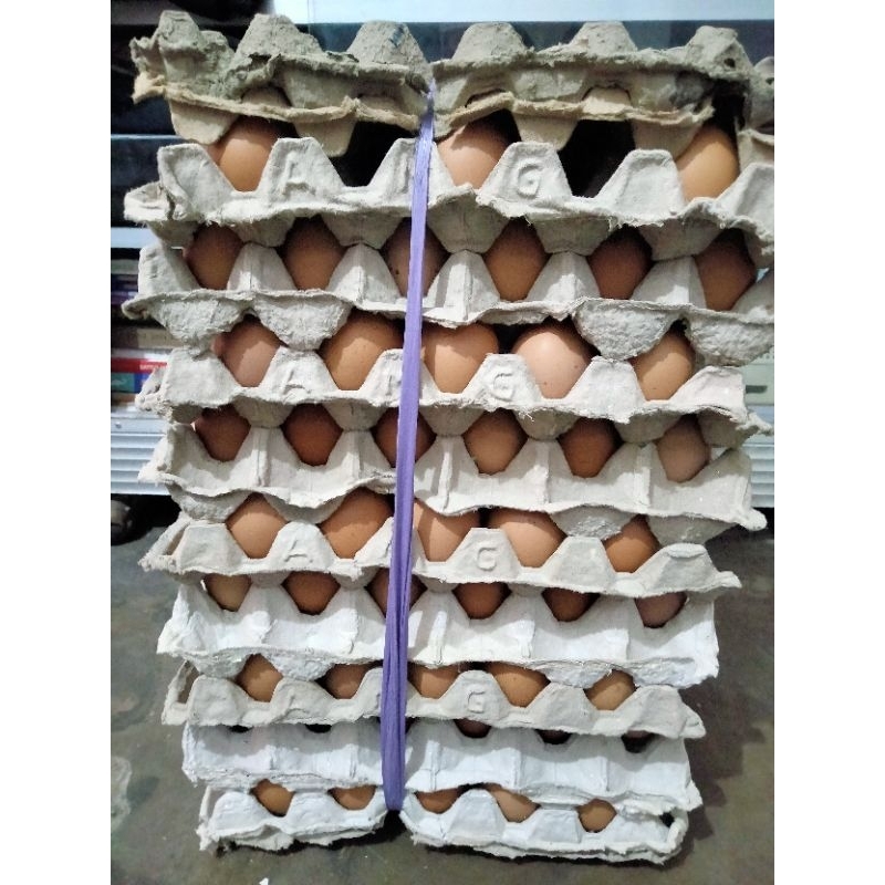 

Telur Ayam Negeri 1 ikat isi 15 kg