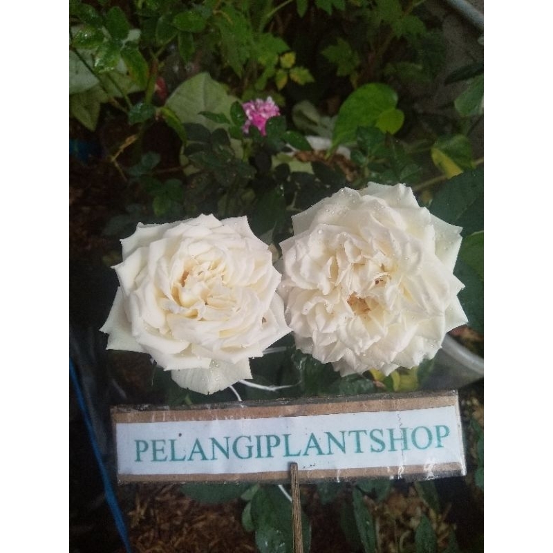 mawar kampung old rose putih wangi