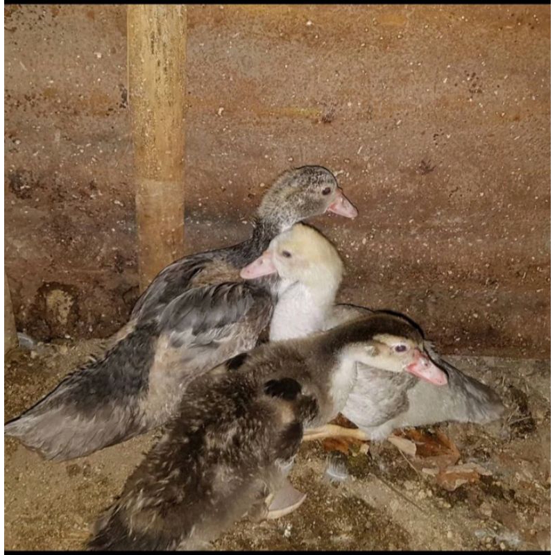 Entok Mentok Remaja Usia 1-2 bulan