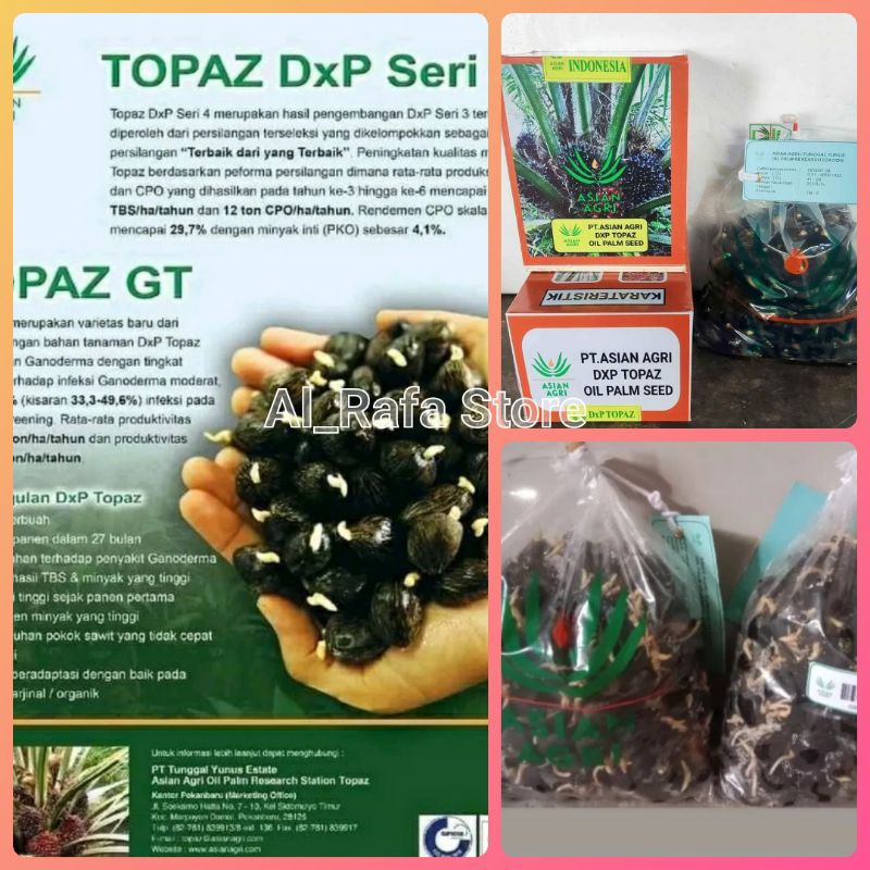 Benih bibit kecambah sawit Topaz