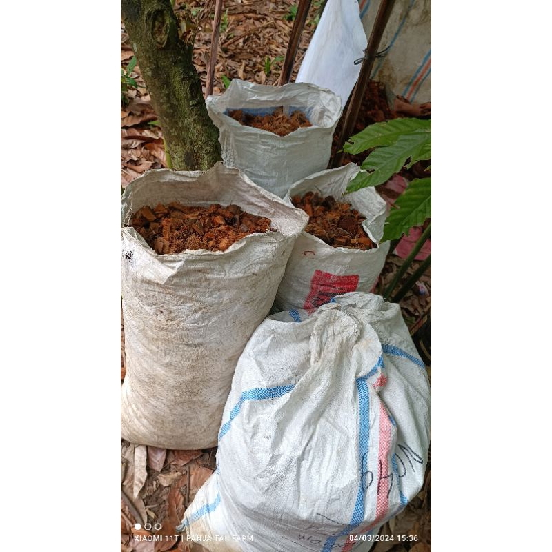 Media tanam cacaham sabut kelapa karungan