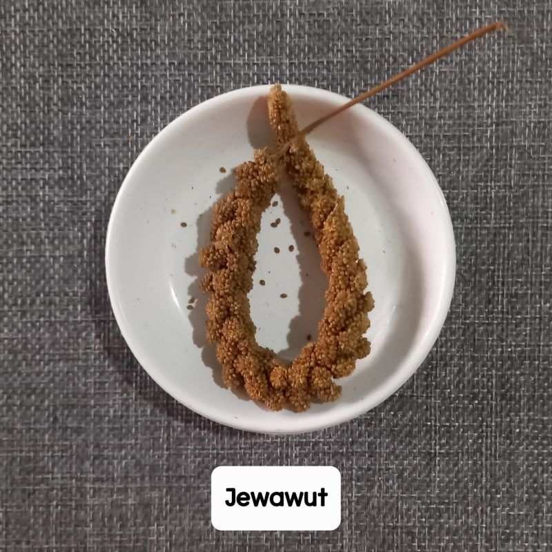 Jewawut Tangkai Milet Hamster Burung 1 tangkai